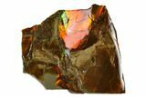 Iridescent Ammolite (Fossil Ammonite Shell) - Alberta, Canada #181111-1